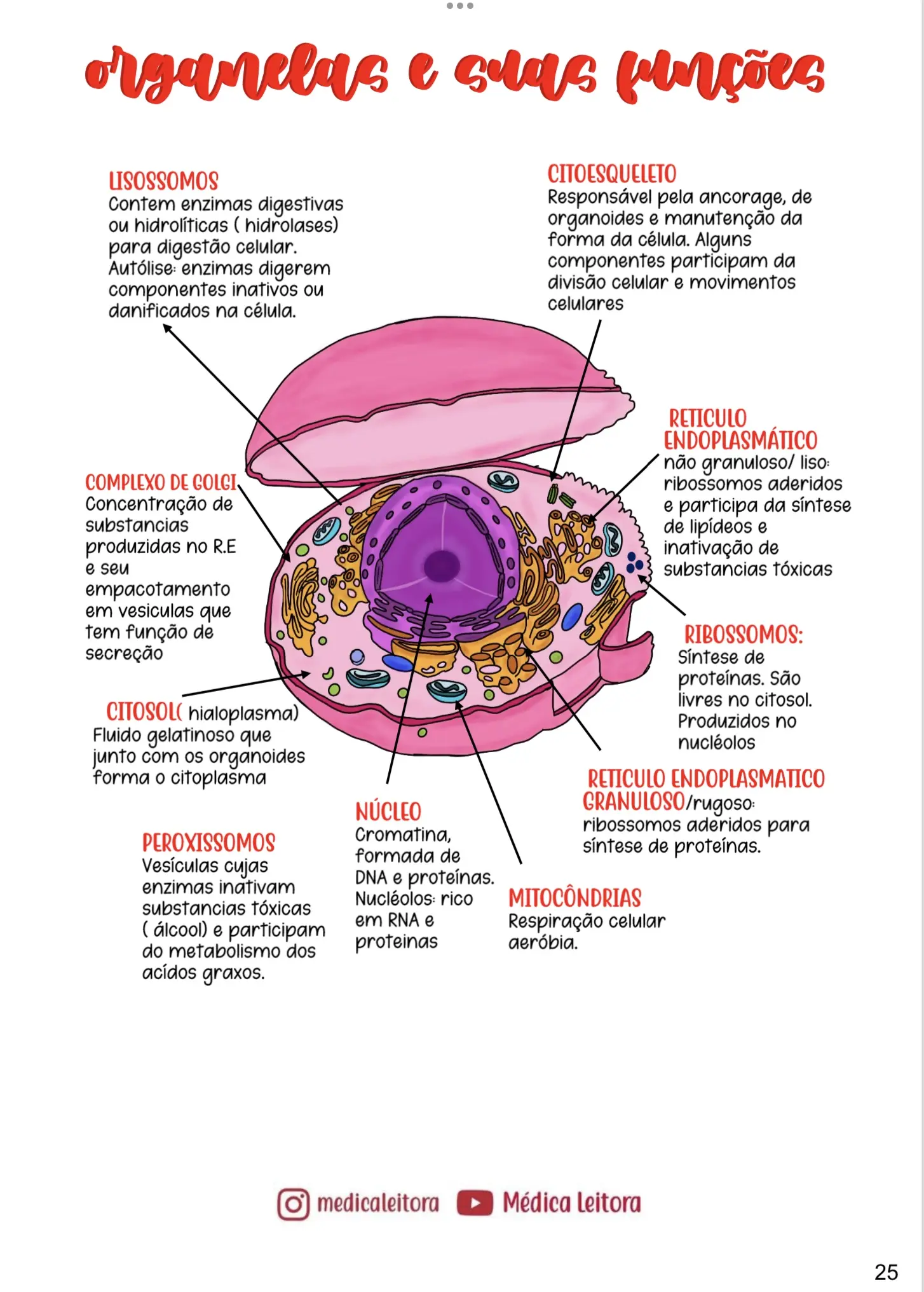 Um resumo com lettering e desenhos