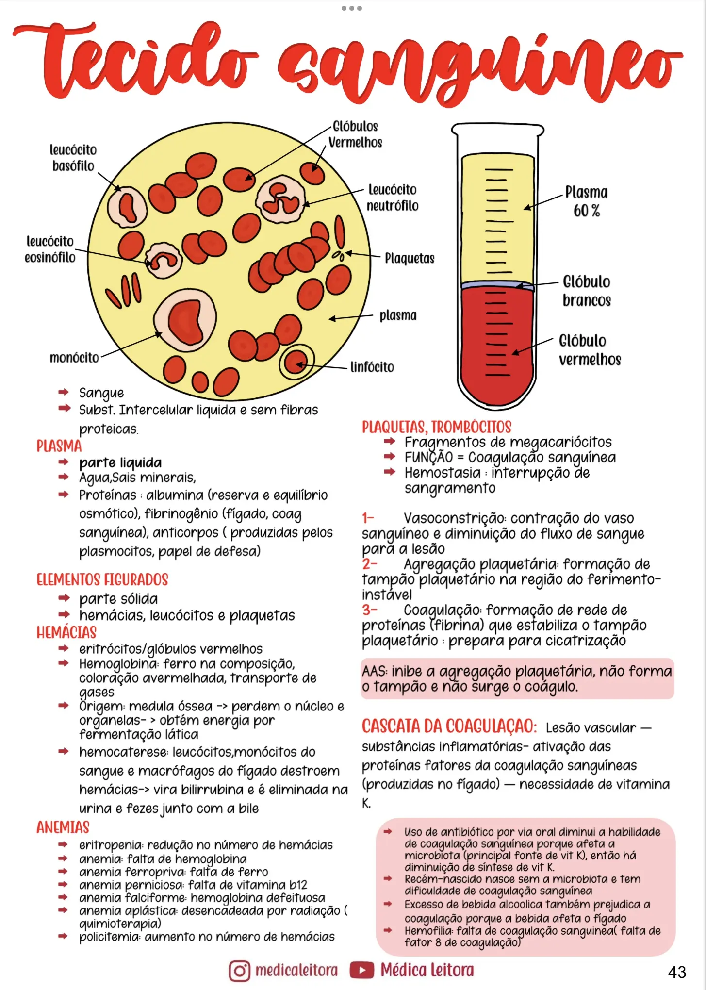 Um resumo com lettering e desenhos