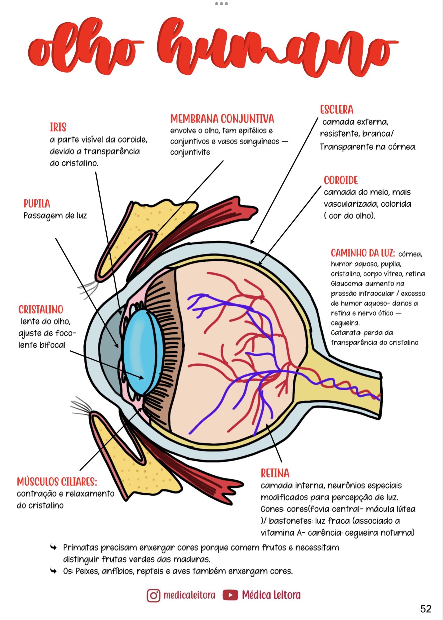 Um resumo com lettering e desenhos