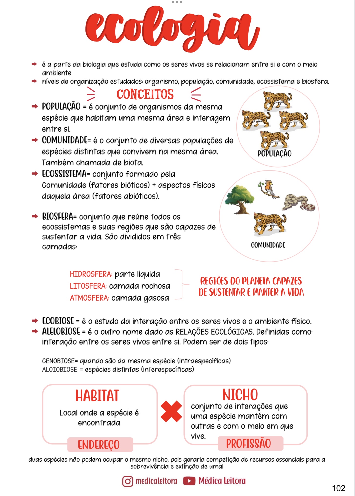 Um resumo com lettering e desenhos