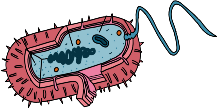 Esquema de uma bacteria