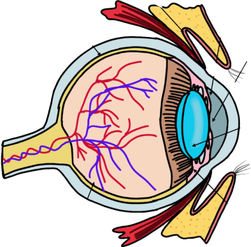 Desenho de um olho humano