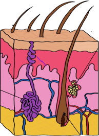 Desenho esquemático da pele de um humano